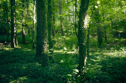 Gratis stockfoto met begeleiding, beuken, blad