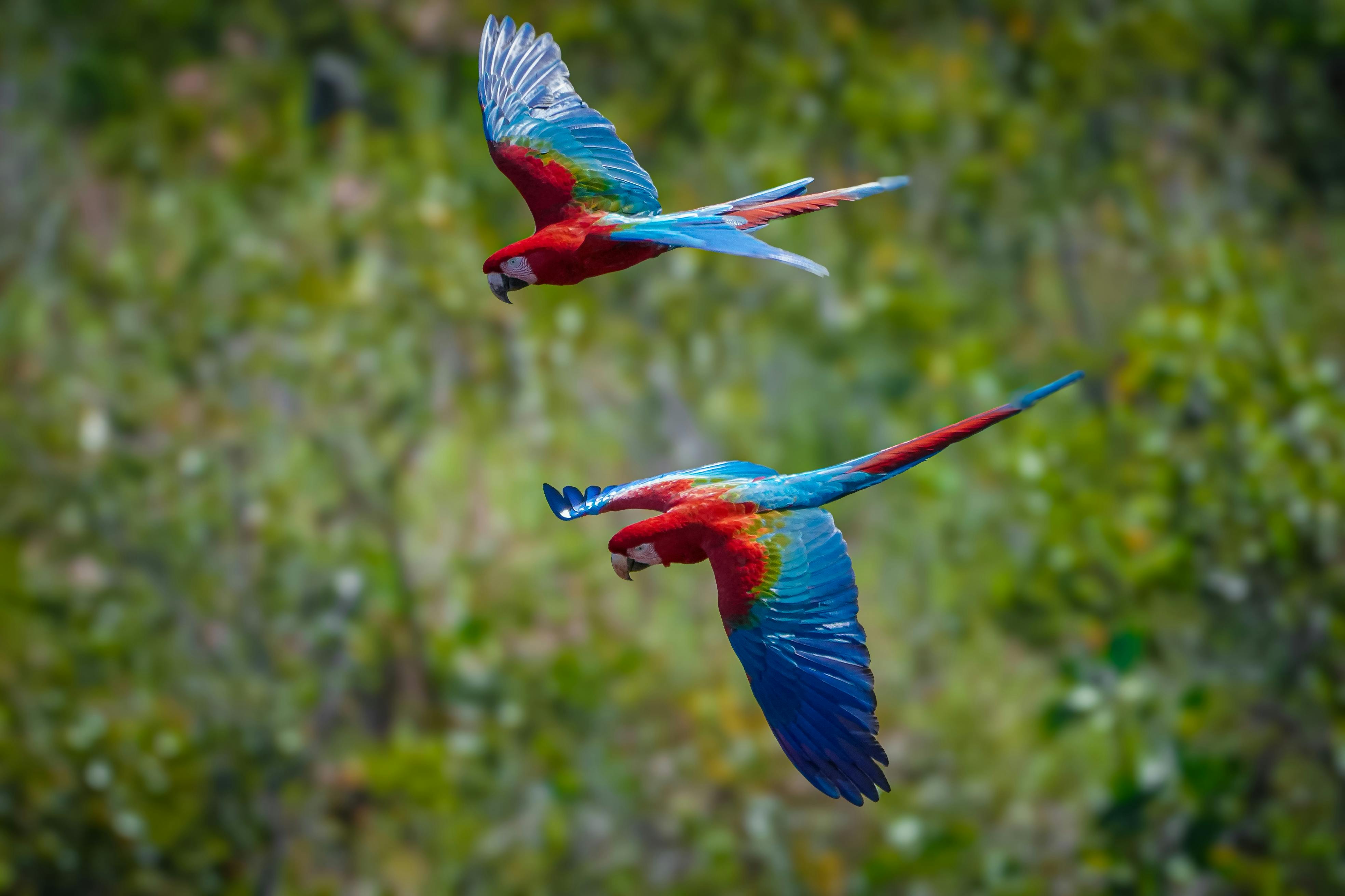 two macaw parrots flying over the field