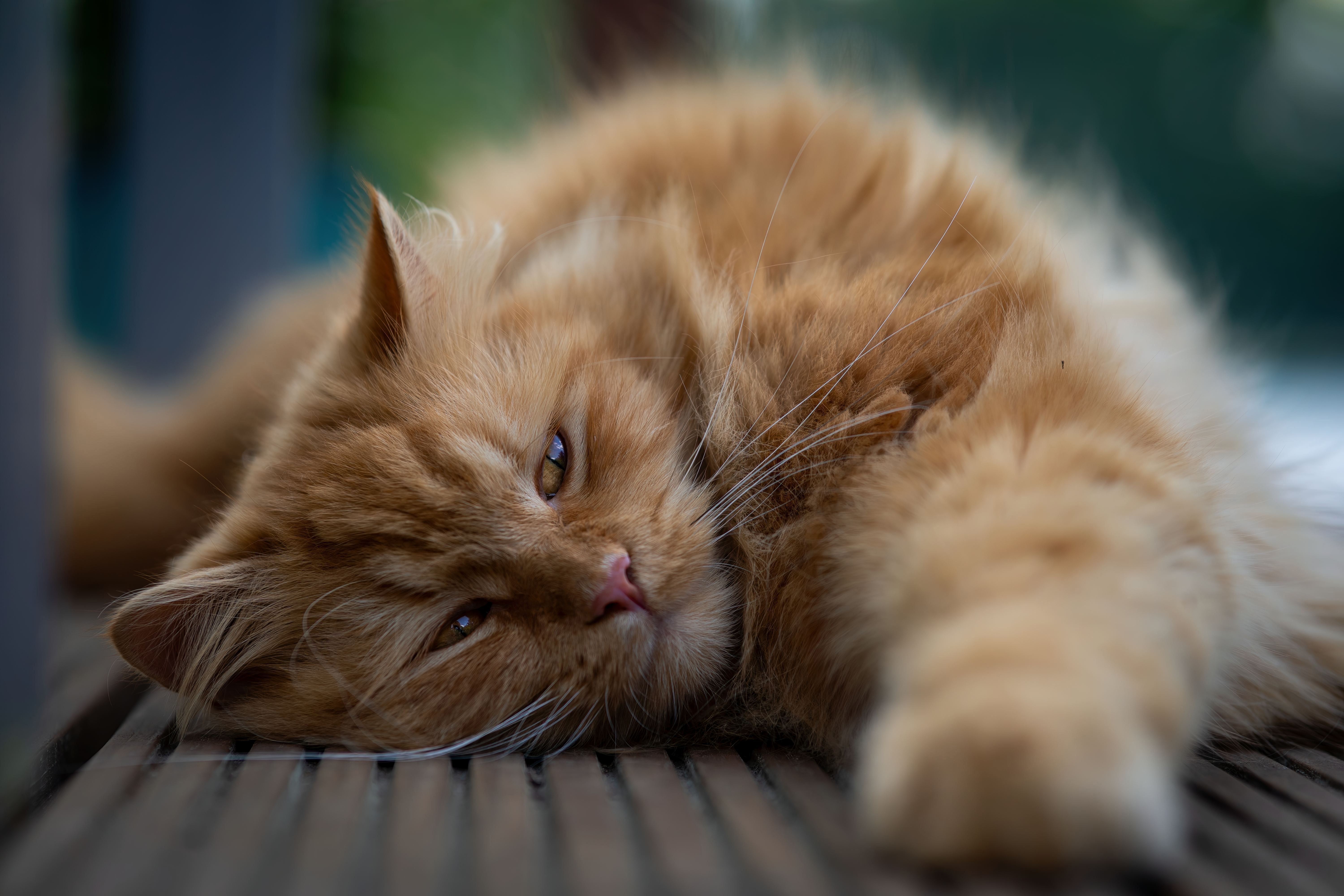 Gratis Immagine gratuita di ambiance, angora turca, animale Foto a disposizione