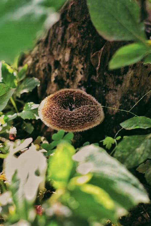 Free Photo of Brown Mushroom Growing beside Plants Stock Photo