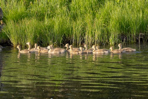 Free stock photo of birds, canadian, ducklings
