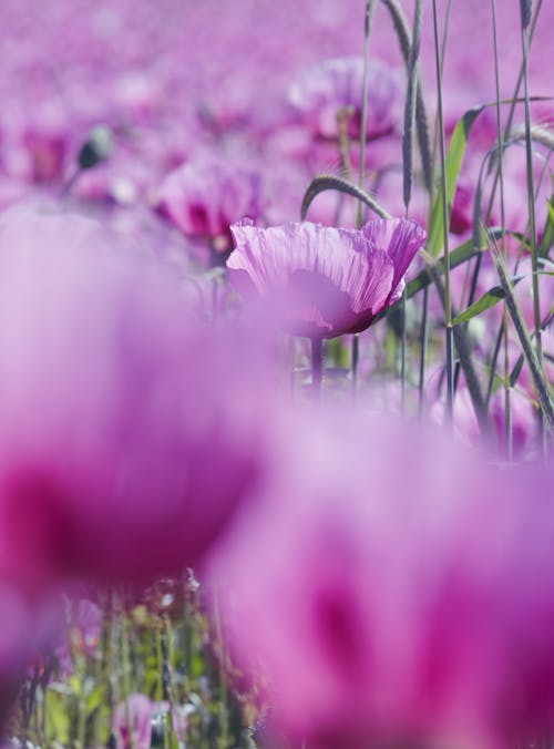 bloomings, 乾草地, 增長 的 免费素材图片