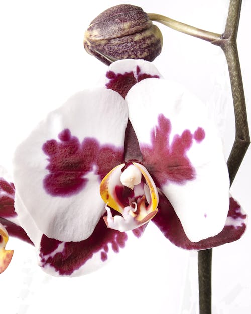 Close Up Van Orchideeën