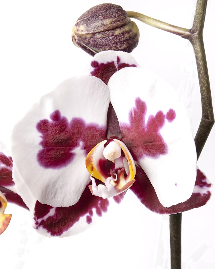 Close-up Of Orchids