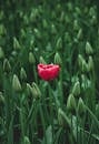 在荷兰田野的绿芽中，一朵红色的郁金香绽放，象征着美丽和成长