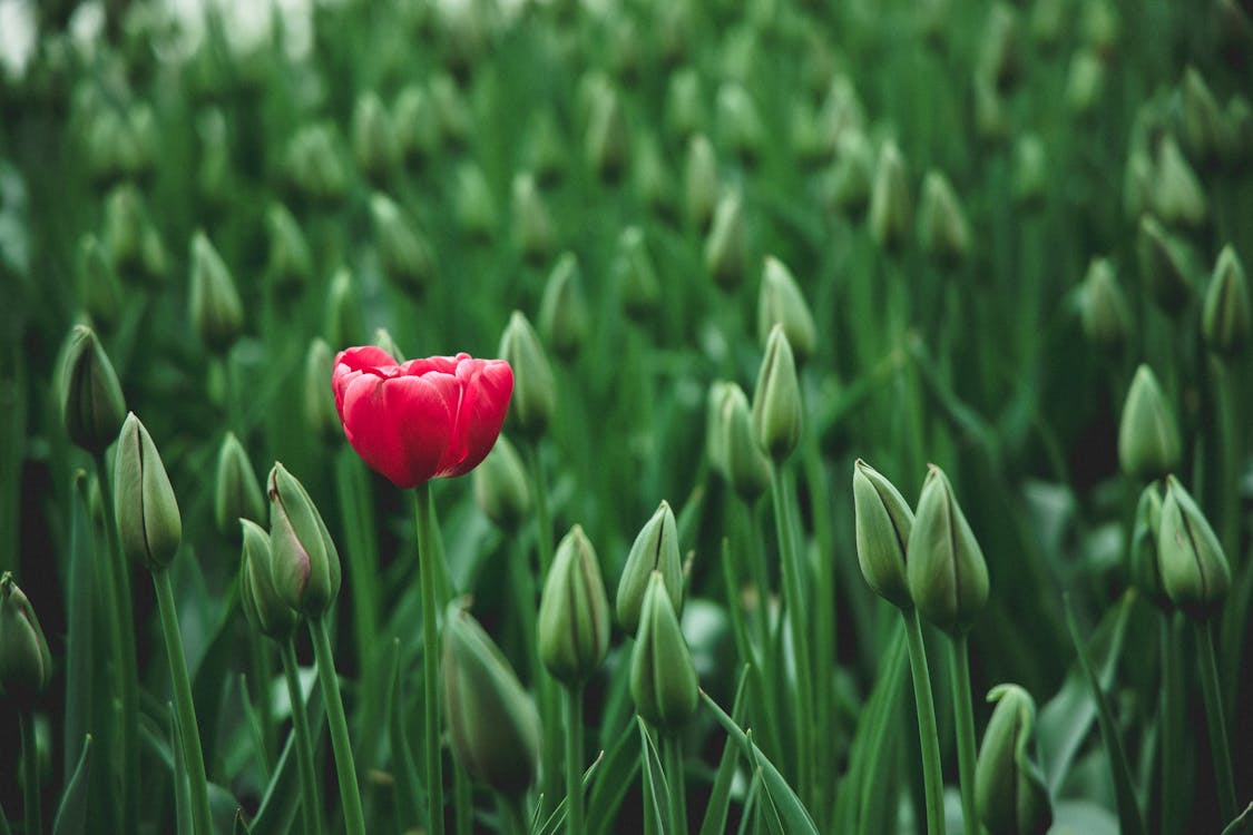 Foto De Foco Seletivo De Uma Flor De Tulipa Vermelha