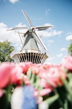晴朗的蓝天下，荷兰风车风景如画，郁金香盛开，充满活力