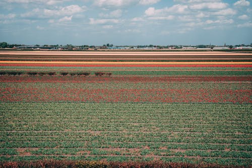 Photo of Red and Green Flowers Field