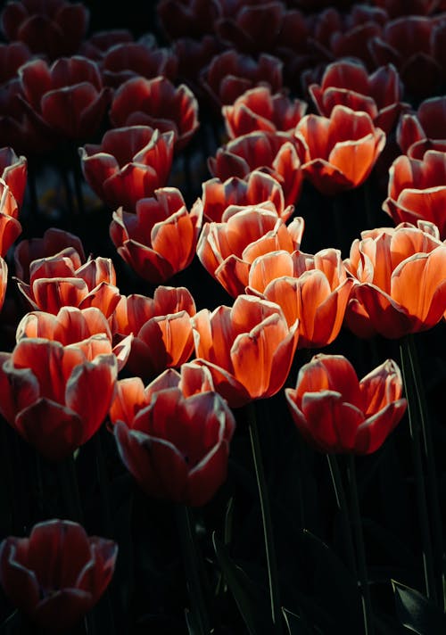 Red and White Petaled Flowers