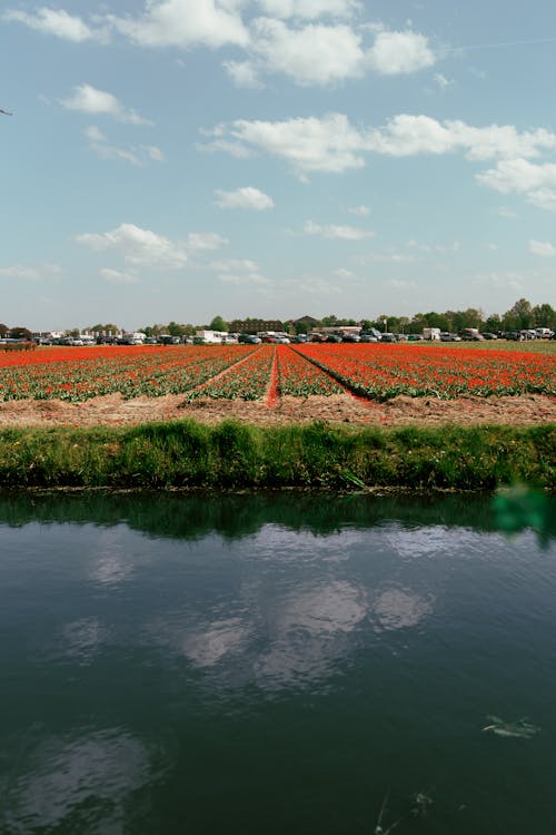 Red Flowers Field