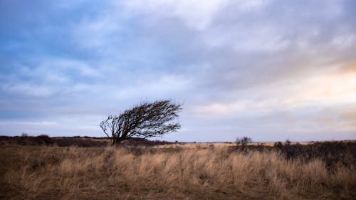 Free stock photo of morning, sky, wood