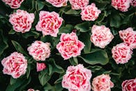 荷兰花园里，粉红色郁金香盛开的特写令人惊叹