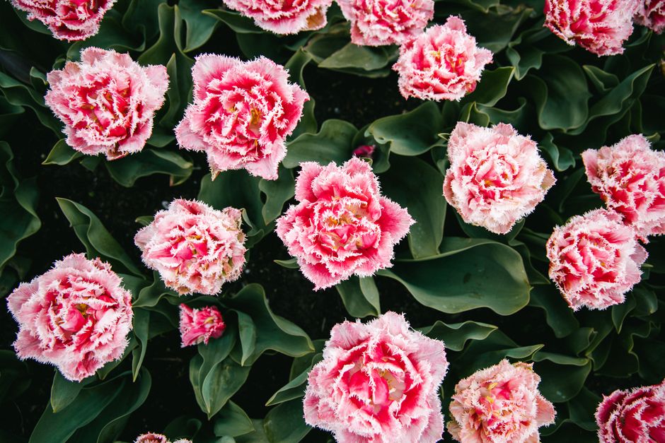 A stunning close-up of pink tulip blooms in full glory at a garden in the Netherlands.