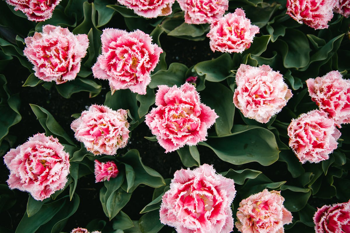Pink Petaled Flowers