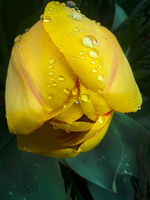Immagine gratuita di fiore, fiori, goccia di pioggia