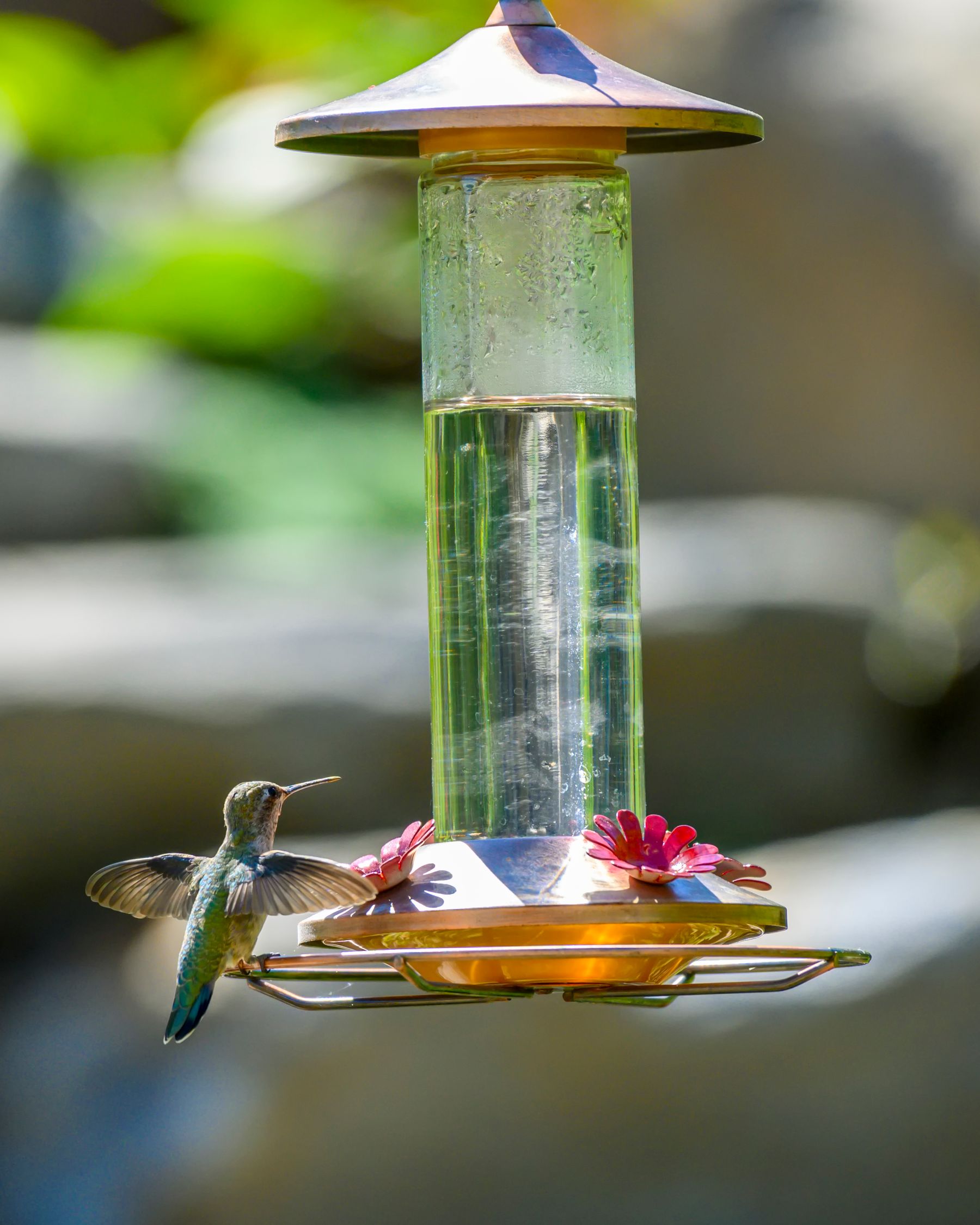 Hummingbird feeding outdoors from a colorful garden feeder