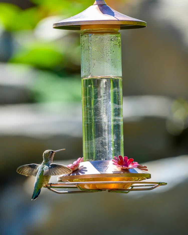 Hummingbird Perched On Bird Feeder