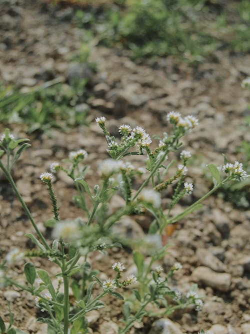 Free stock photo of dark green plants, farm, flowers