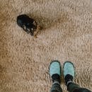 Person Standing Near Black Dog on Rug