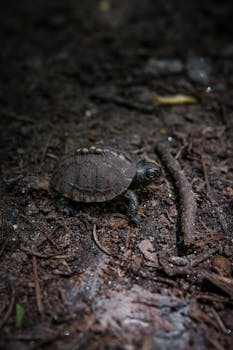 Conclusione sull'adozione di tartarughe di terra