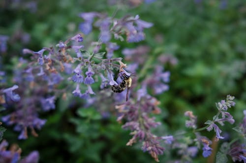 Imagine de stoc gratuită din 4k, 4k fundal, albină
