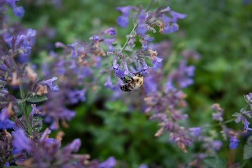 Fotos de stock gratuitas de 4k, abeja, abejorro