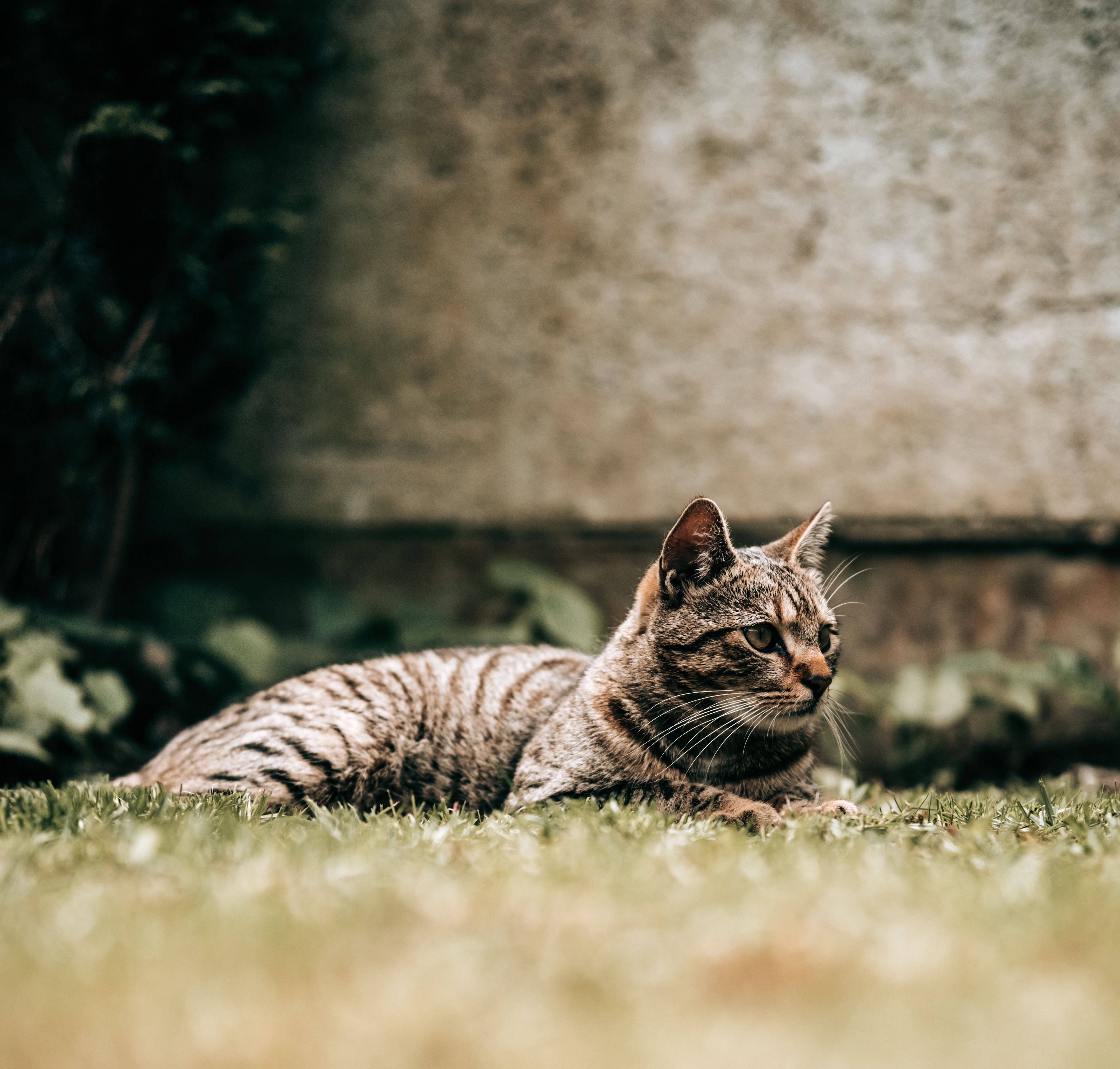 ko-ka-catty-free-stock-photo