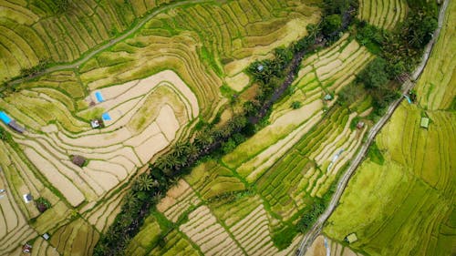 คลังภาพถ่ายฟรี ของ การเกษตร, จากข้างบน, ทุ่งข้าว