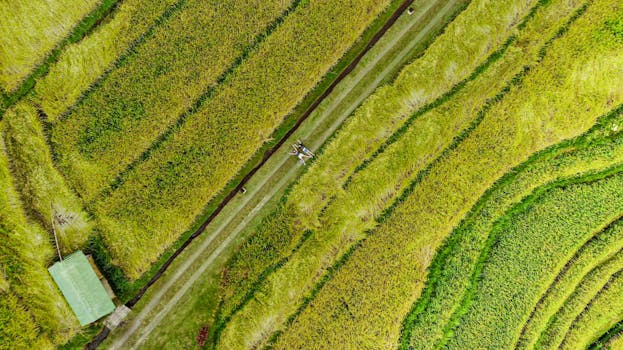 Drone shot of vibrant rice terraces in Ubud, Bali, showcasing the natural beauty of rural landscapes.