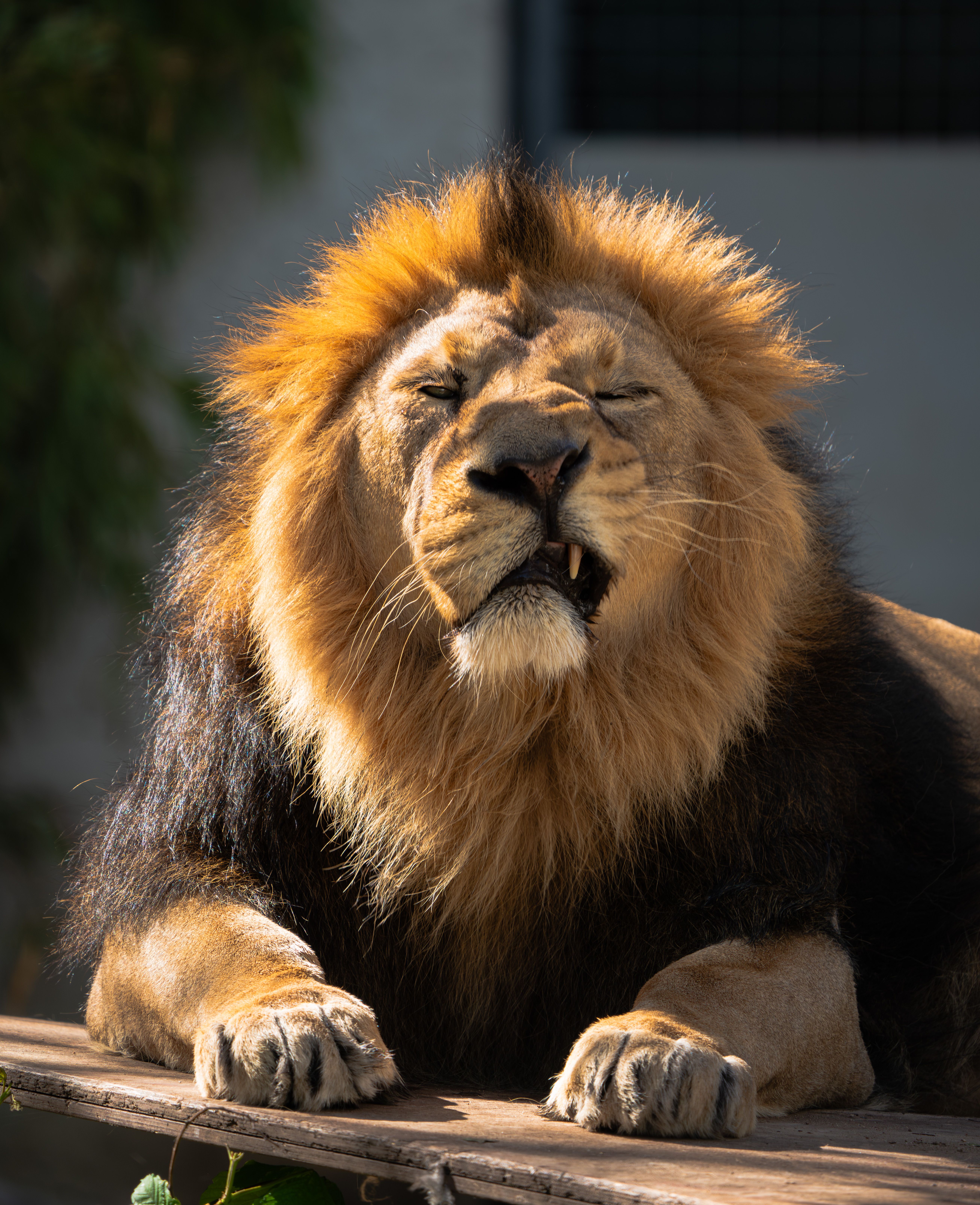 Close-up of a powerful lion basking in the sun, highlighting its majestic mane and relaxed pose.
