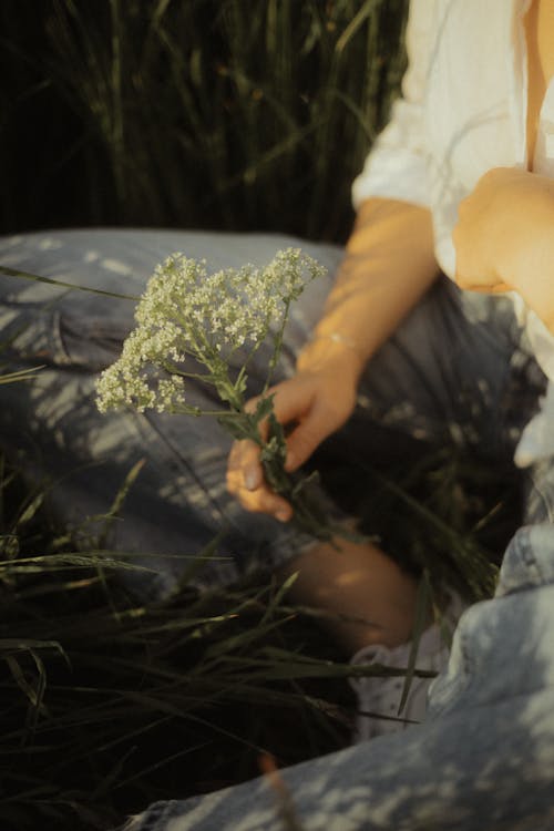 Gratis arkivbilde med blomst, hånd, hender menneskehender