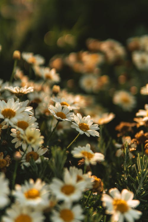 A field of daisies with sunlight shining through