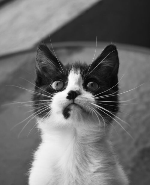 Free Captivating black and white portrait of a curious kitten staring upwards. Stock Photo