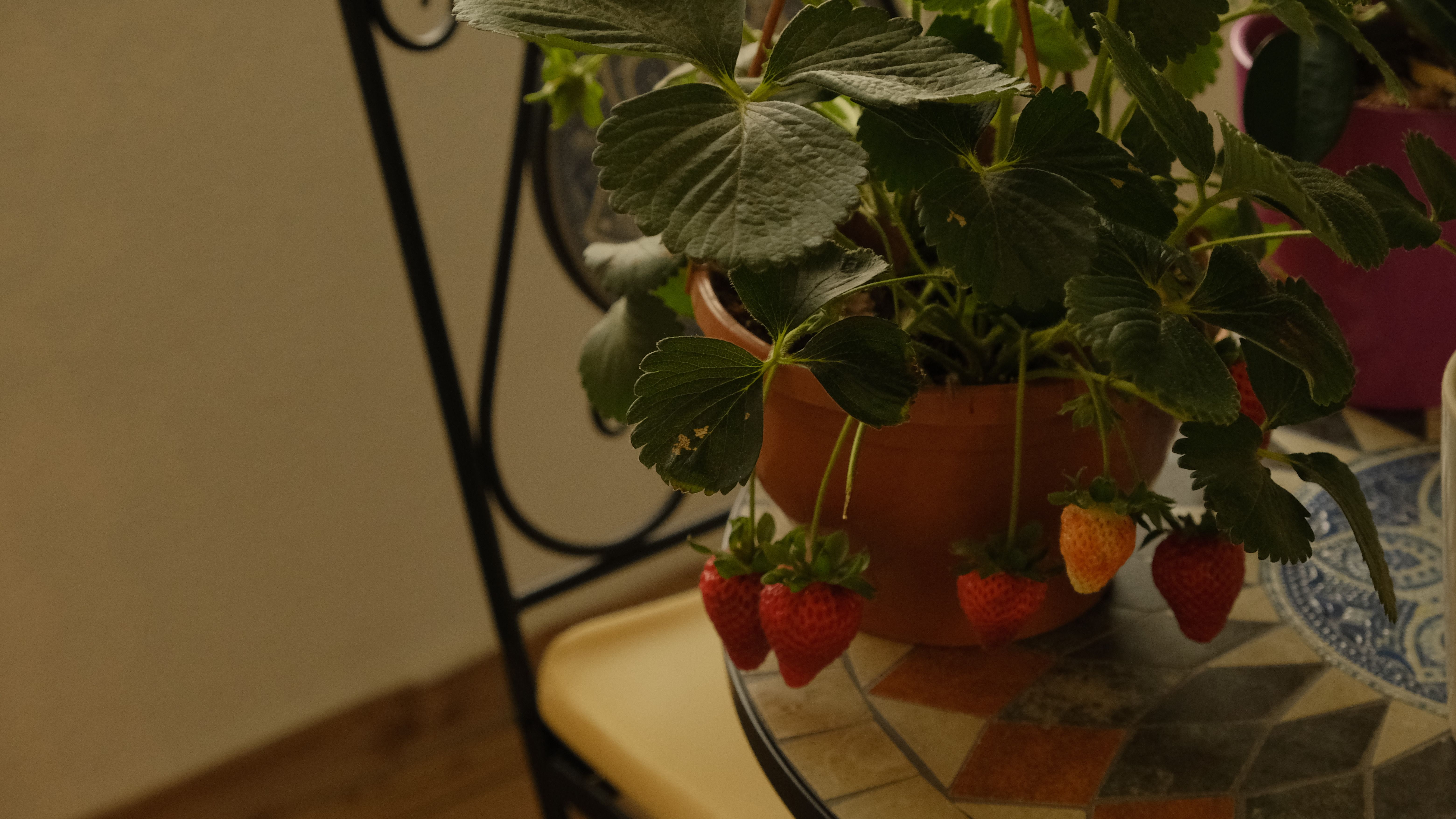 Fresón - fresas