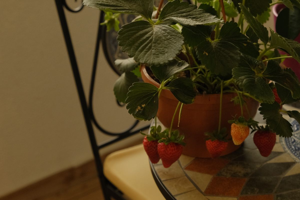 Cultiver des fraises en pot sur balcon - Prévenir les maladies et les ravageurs des fraisiers en pot