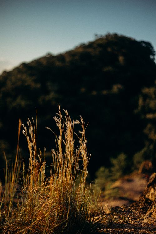 Free Golden grasses sway gently in the sunset with a hill silhouette in the background. Stock Photo