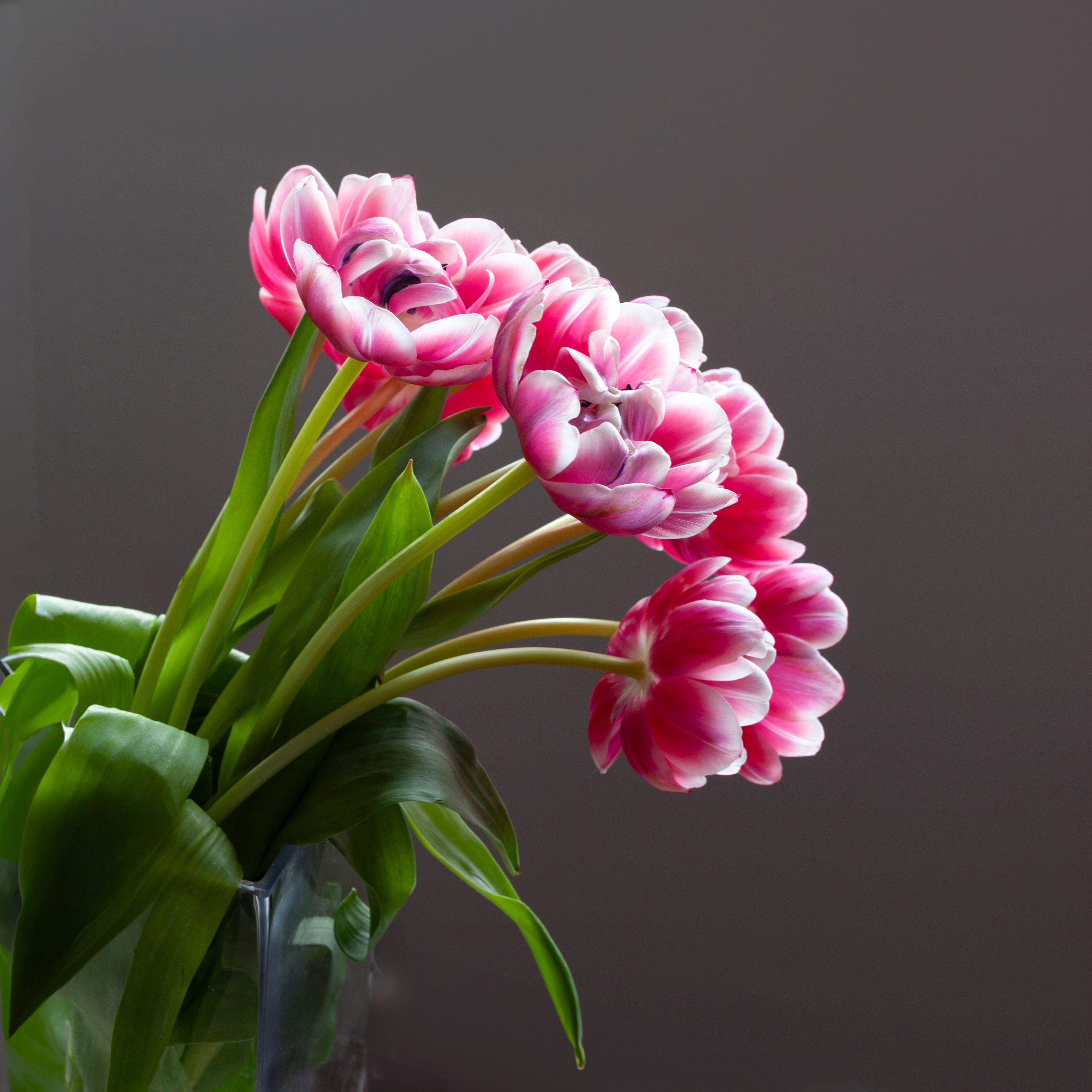 Close-up a Bunch of Pink Tulips · Free Stock Photo