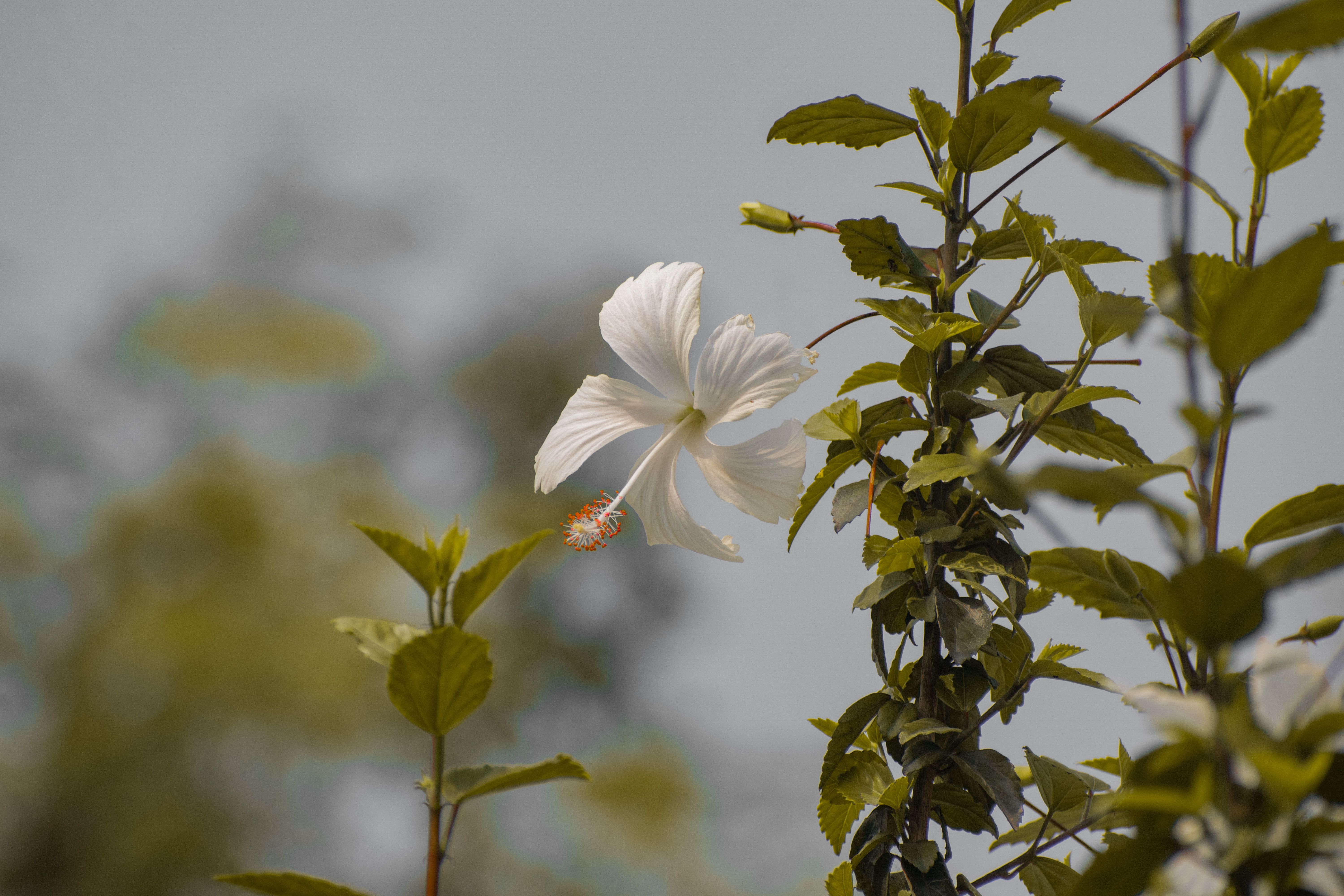 A detailed close-up of a white hibiscus flower with lush green leaves, highlighting natural beauty.