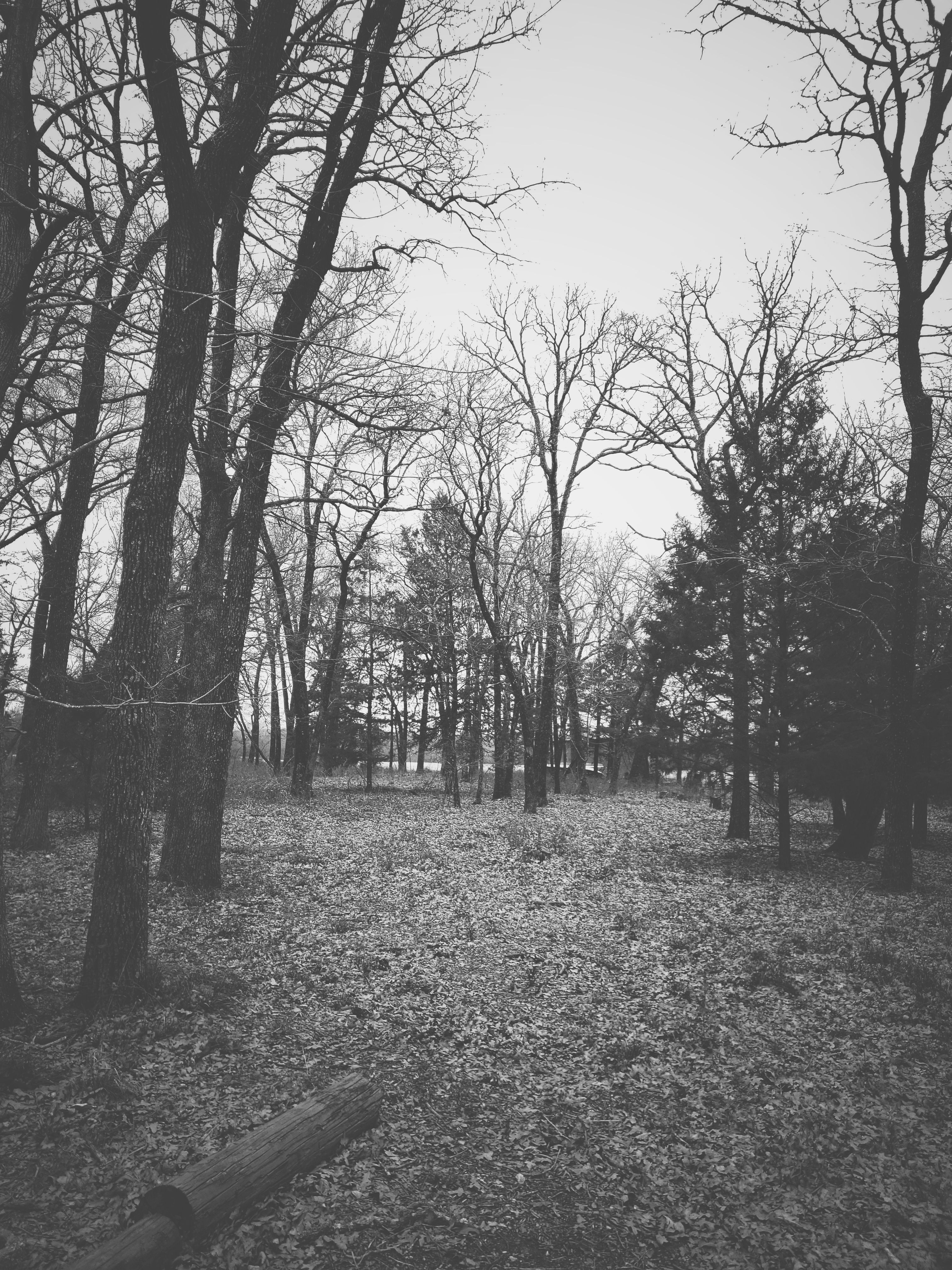 Des Arbres Forêt Tronc D'Arbre - Photo gratuite sur
