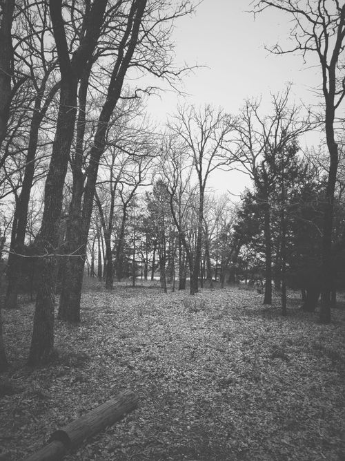 Free Explore a peaceful winter forest with bare trees and crisp foliage in black and white. Stock Photo