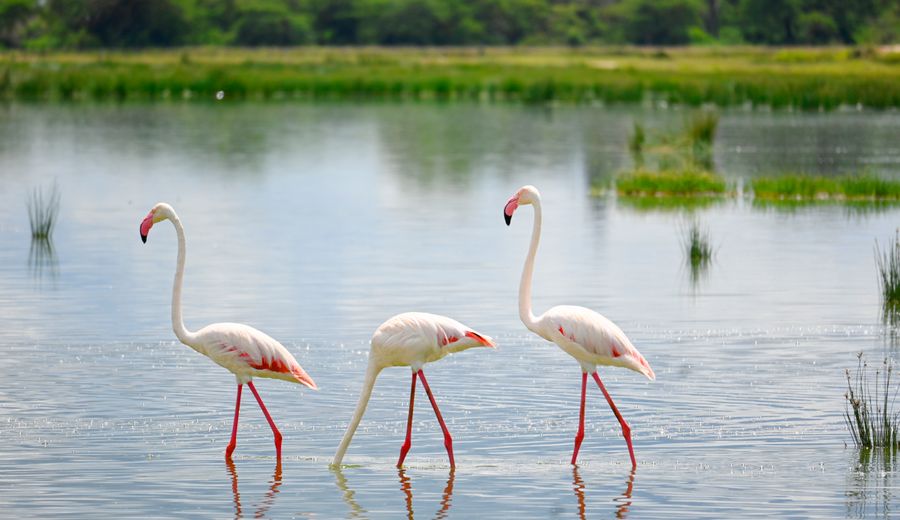 Flamingos, soda and the moving lakes