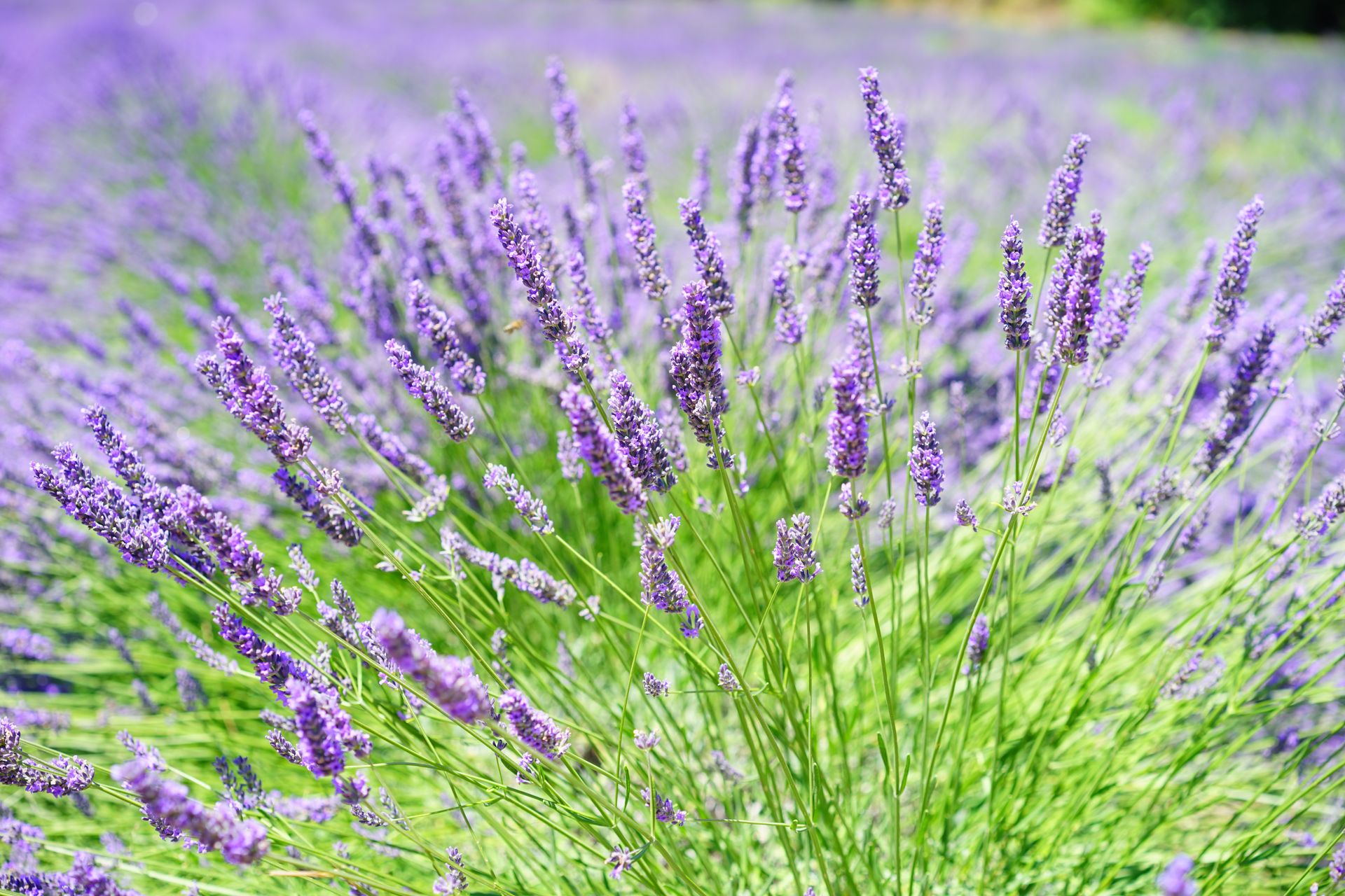 Close-up Photo of Lavender Growing on Field