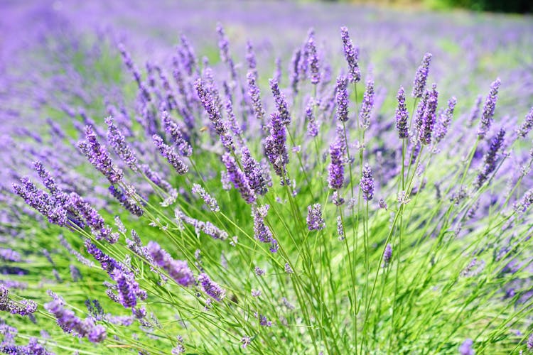 Close-up Photo Of Lavender Growing On Field