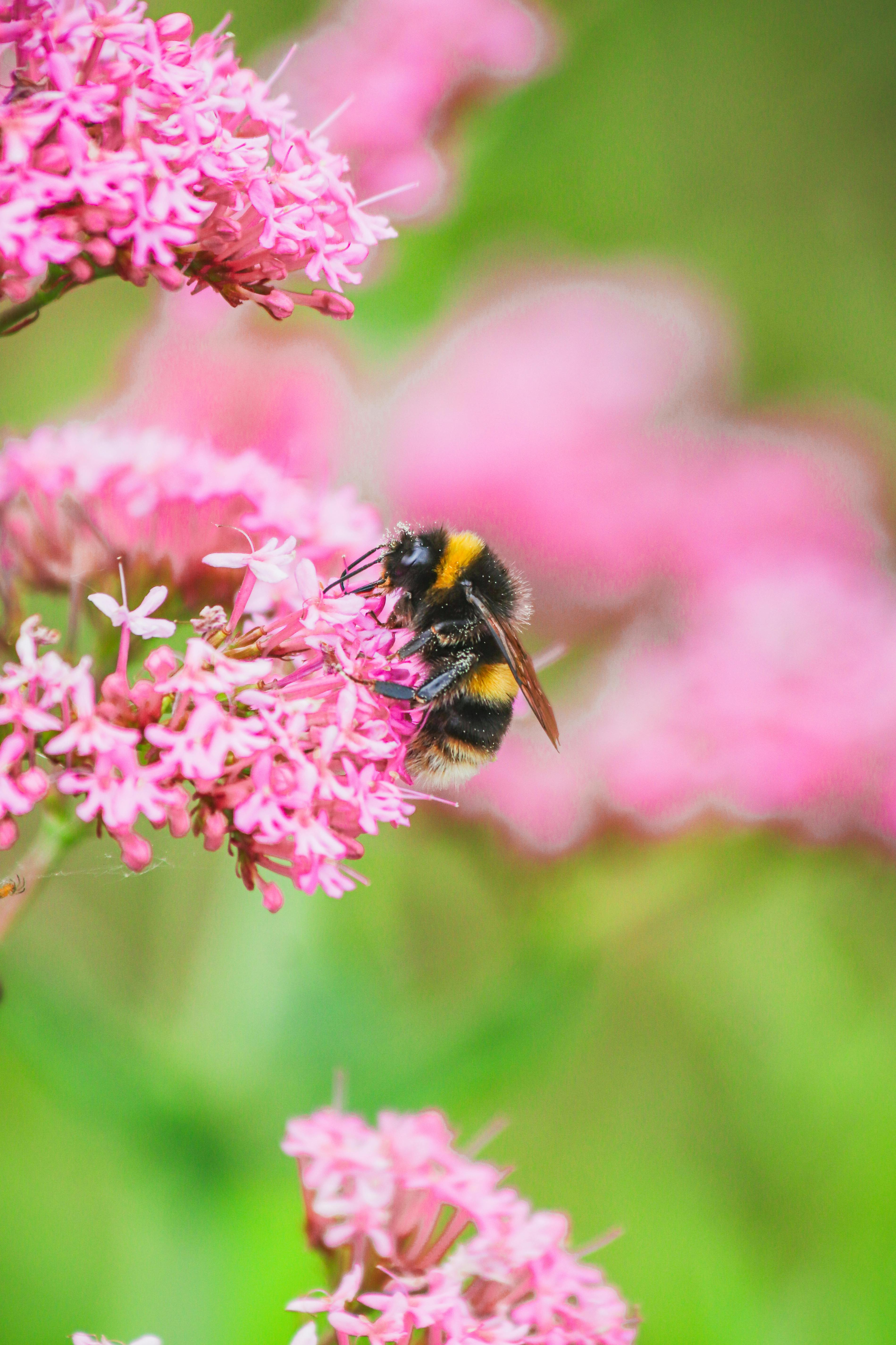 A detailed close-up of a bumblebee feeding on a bright pink flower, showcasing the beauty of wildlife.