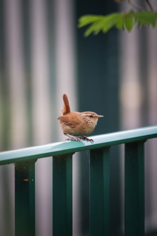 A small bird sitting on a railing