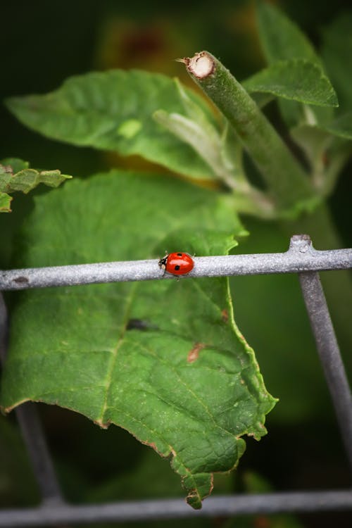 A ladybug sitting on top of a fence