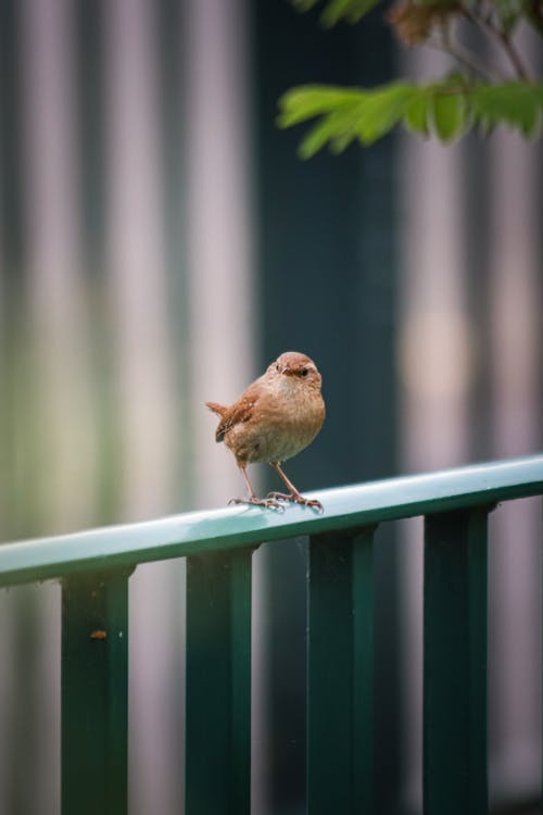 A small bird is standing on a railing