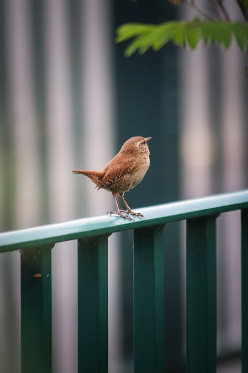 A small brown bird sitting on top of a railing