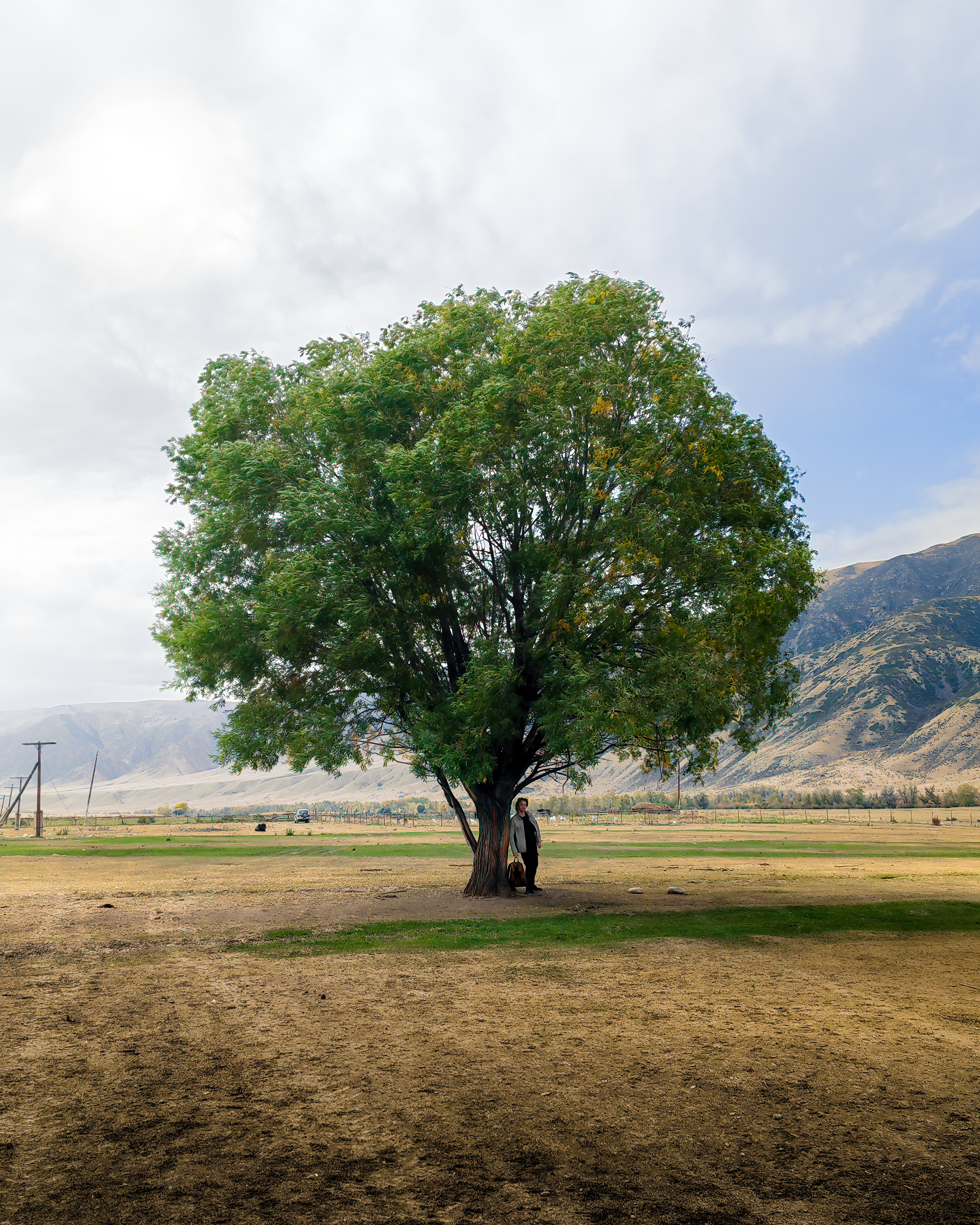 A lone tree stands in a vast rural field in Kolsay, Kazakhstan, with mountains in the background.