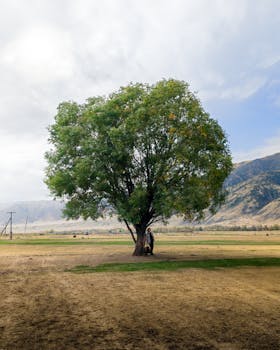 A lone tree stands in a vast rural field in Kolsay, Kazakhstan, with mountains in the background.